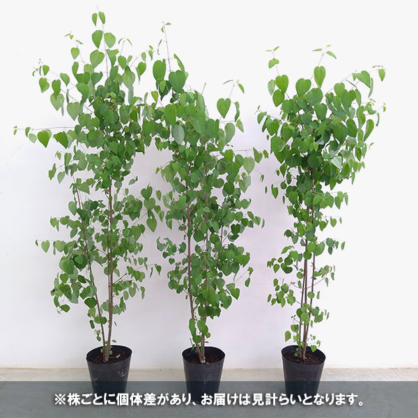 超良品。カツラ本株立ち2.4M(鉢底から)品番B 超良品。カツラ本株立ち