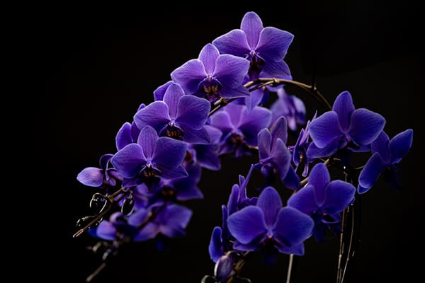 園芸ネット本店｜[ギフトに]ファレノプシス：Blue Gene（ブルージーン