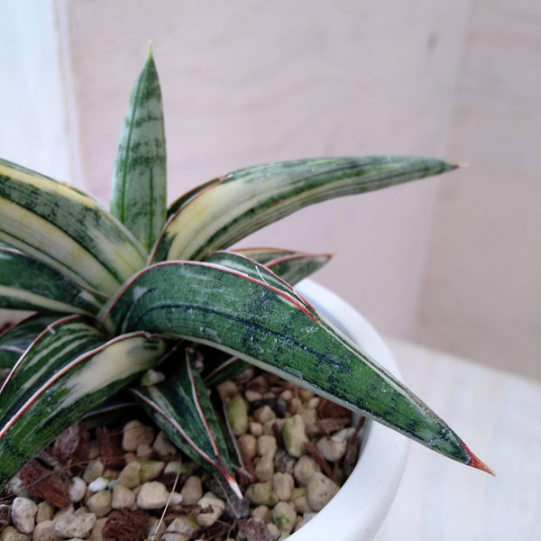 園芸ネット本店｜[ザ・ファームセレクト][送料無料]サンセベリア：Lav