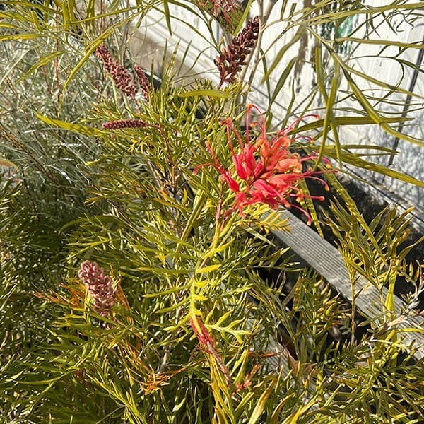 園芸ネット本店｜グレビレア：サパーブ8号鉢植え の通販【公式】