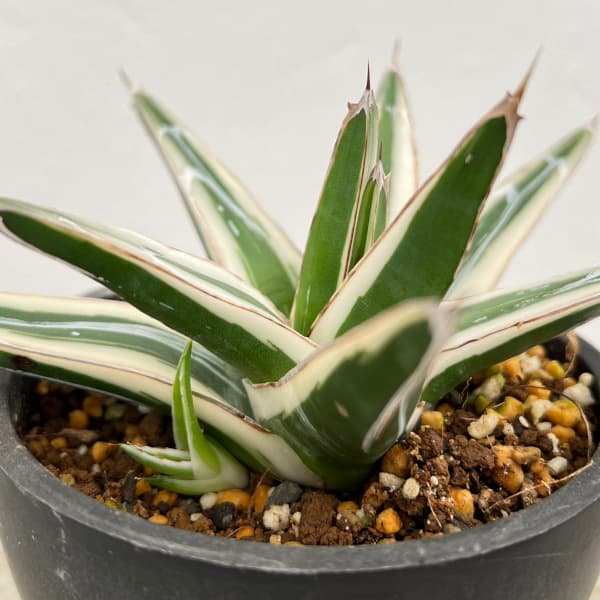 園芸ネット本店｜（わけあり特価）アガベ：氷山（ビクトリアレギナエ