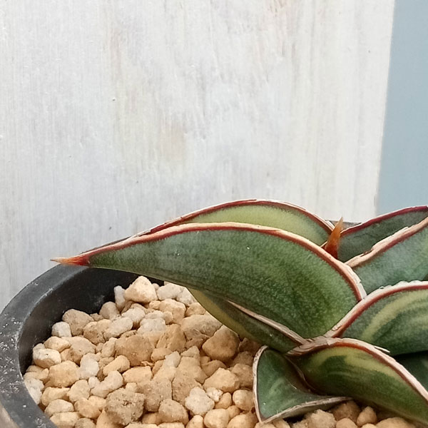 園芸ネット本店｜サンセベリア：ロリダ バリエガータ 3号23-02 の通販