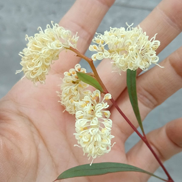 園芸ネット本店｜グレビレア：シナフェア4号ポット の通販【公式】