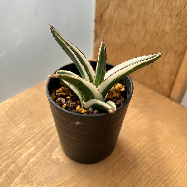 園芸ネット本店｜アガベ：氷山（ビクトリアレギネ斑入り）2.5号24-02