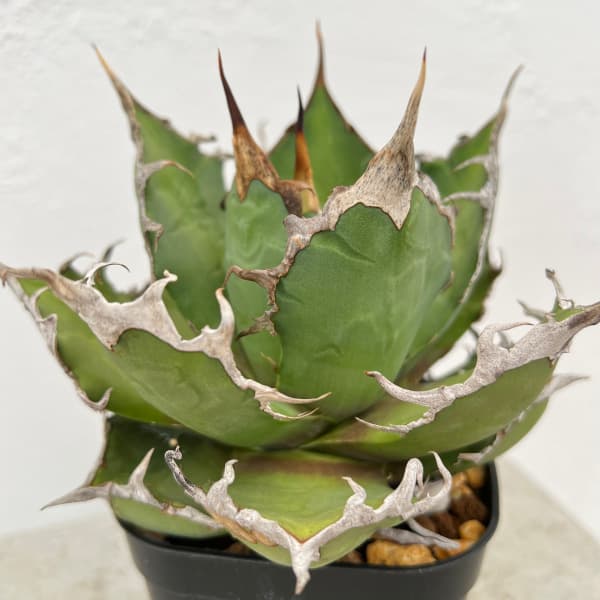 園芸ネット本店｜アガベ：チタノタ シーザー（凱撤） 8cm角鉢植え の