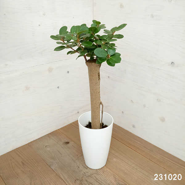 園芸ネット本店｜ガジュマル：パンダガジュマル 7号鉢植え* の通販【公式】