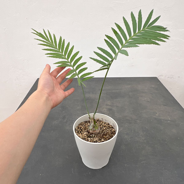 園芸ネット本店｜ディオーン：スピヌロスム 5号鉢植え の通販【公式】