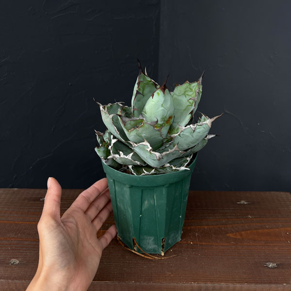 園芸ネット本店｜アガベ：チタノタ ブラックアンドブルー セレクト株 4