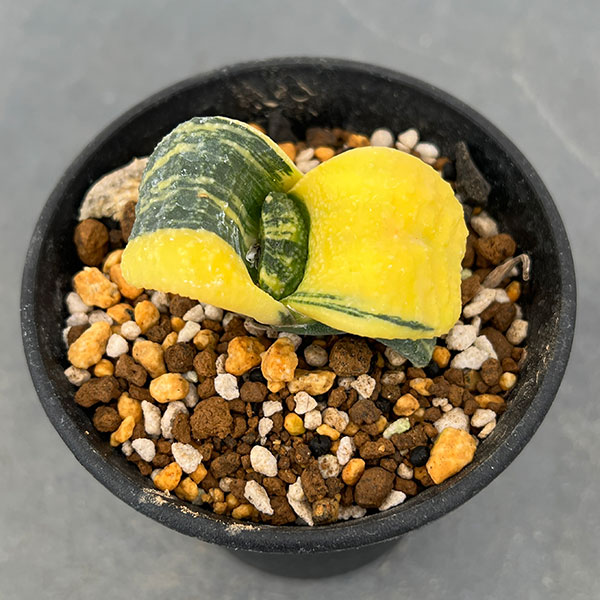 園芸ネット本店｜[ザ・ファームセレクト][送料無料]ガステリア：臥牛錦