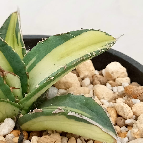 園芸ネット本店｜[送料無料]アガベ：チタノタ No.1 白中斑（発根済