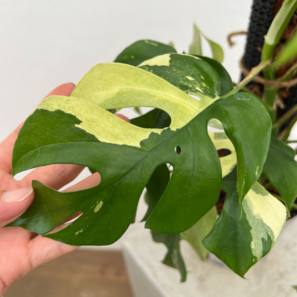 園芸ネット本店｜[ザ・ファームセレクト]ラフィドフォラ：テトラ