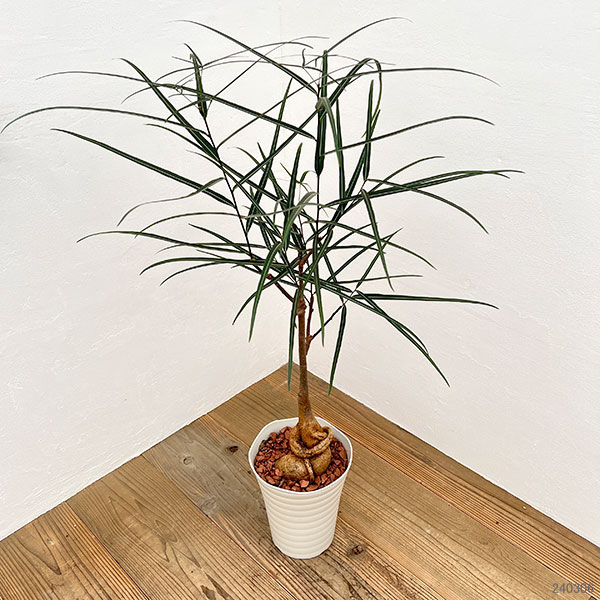 園芸ネット本店｜ブラキキトン（ボトルツリー）：ルペストリス 7号24