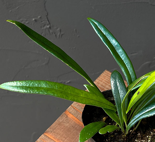 園芸ネット本店｜ミクロソリウム：タイランディカム 2.5号 の通販【公式】