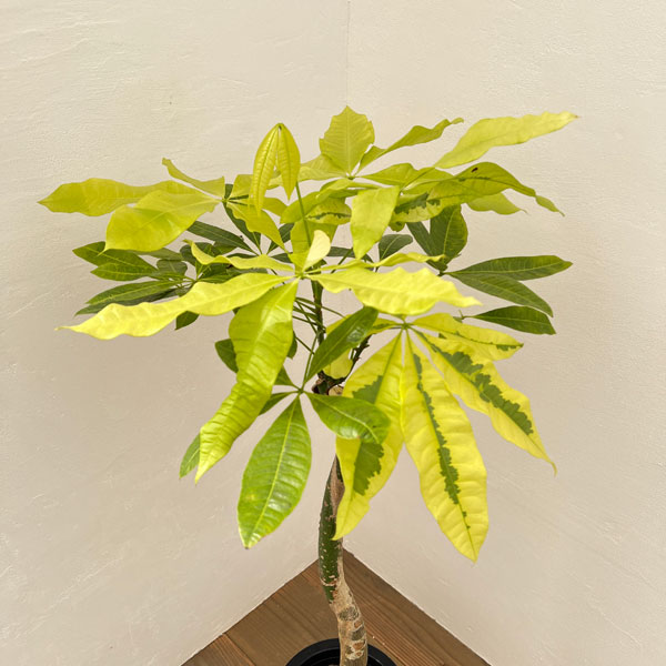 園芸ネット本店｜[ザ・ファームセレクト]パキラ：ムーンライト 7号