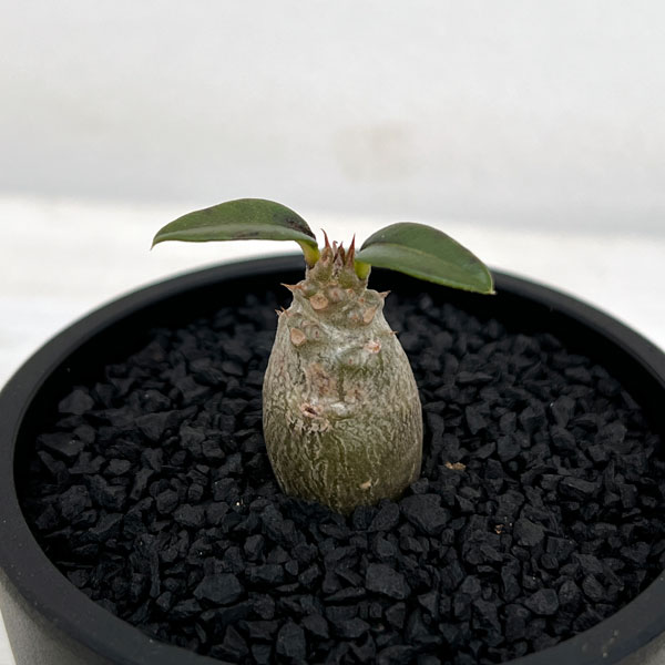 園芸ネット本店｜[ザ・ファームセレクト]パキポディウム：Mana's farm