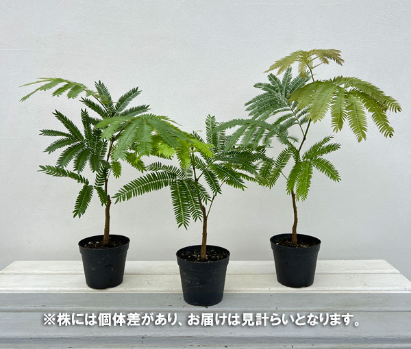 園芸ネット本店｜エバーフレッシュ 3.5号硬質ポット の通販【公式】