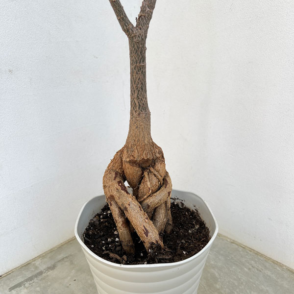 園芸ネット本店｜ブラキキトン（ボトルツリー）：ルペストリス 7号24