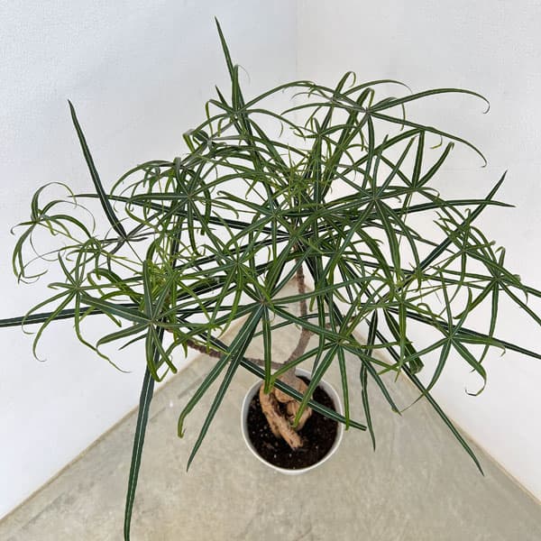 園芸ネット本店｜ブラキキトン（ボトルツリー）：ルペストリス 7号24