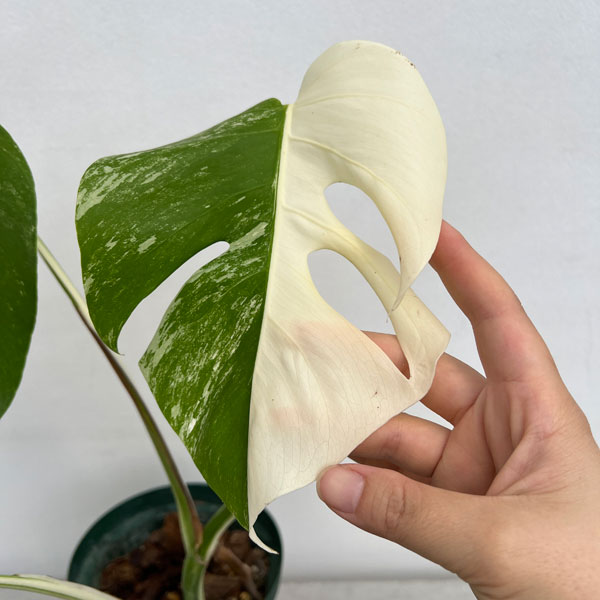 園芸ネット本店｜[ザ・ファームセレクト]モンステラ：ボルシギアーナ