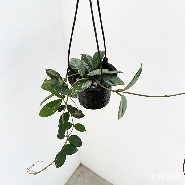 園芸ネット本店｜ホヤ：ウィバーグレーブス 4号吊り鉢* の通販【公式】