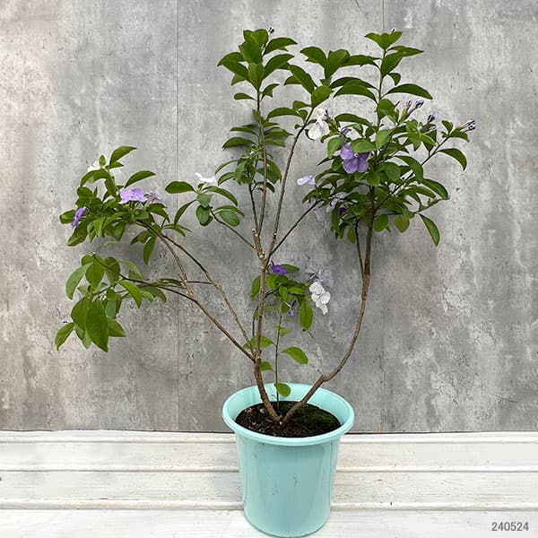 園芸ネット本店｜ニオイバンマツリ（ブルンフェルシア）アメジスト