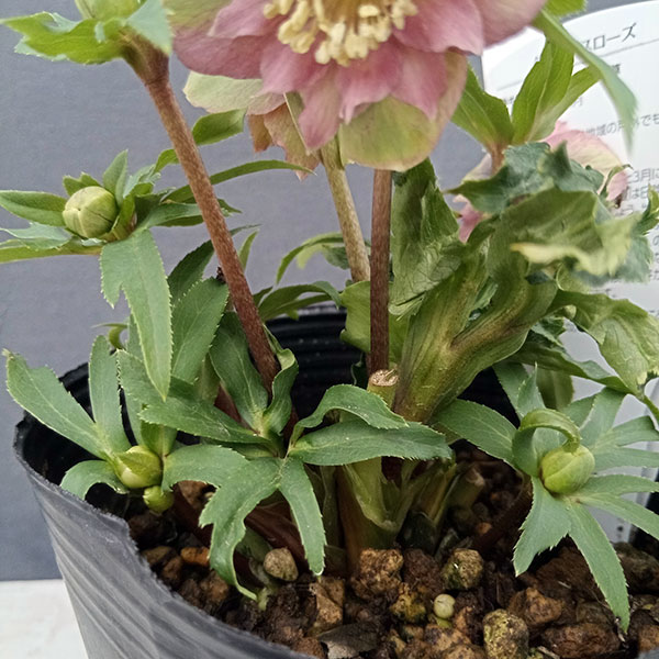 園芸ネット本店｜曽田園芸さんのクリスマスローズ：24-10小輪多花系／4