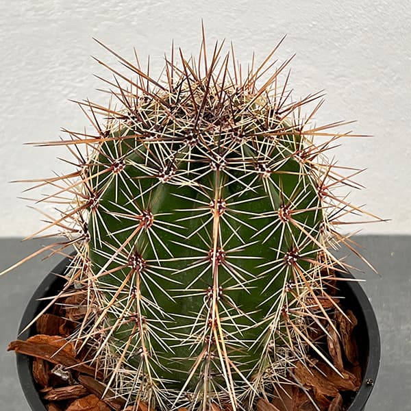 園芸ネット本店｜サボテン：弁慶柱 （べんけいちゅう） 5号鉢植え の