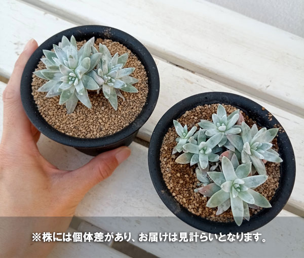 園芸ネット本店｜ダドレア：グノマ 3号鉢植え の通販【公式】