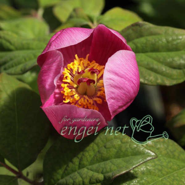 園芸ネット本店｜ヤマシャクヤク（山芍薬） ：紅剣（紅花）5号ポット