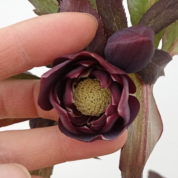 園芸ネット本店｜若泉ファームさんのクリスマスローズ：25-16雅