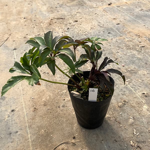 園芸ネット本店｜若泉ファームさんのクリスマスローズ：25-16雅