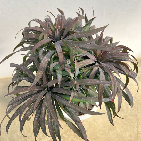 園芸ネット本店｜ユッカ：デスメティアーナ 8号鉢植え25-03 の通販【公式】