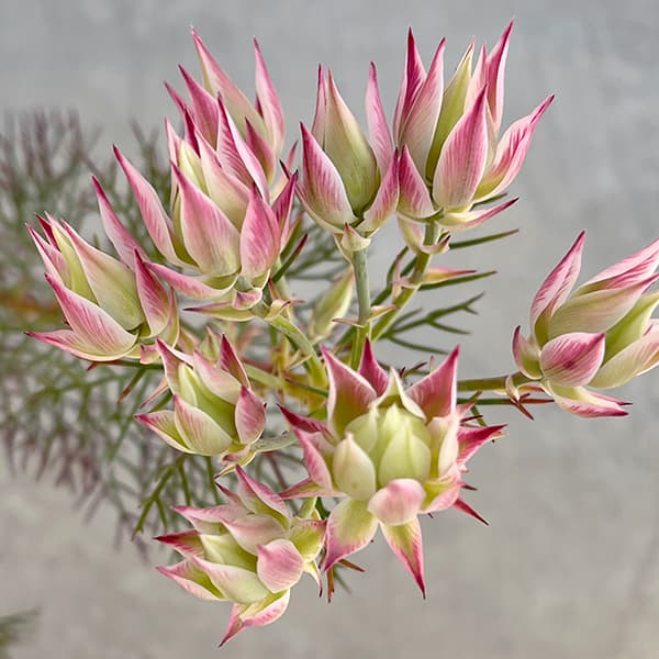 園芸ネット本店｜セルリア（ジョーイセルリア）：プリティピンク6号