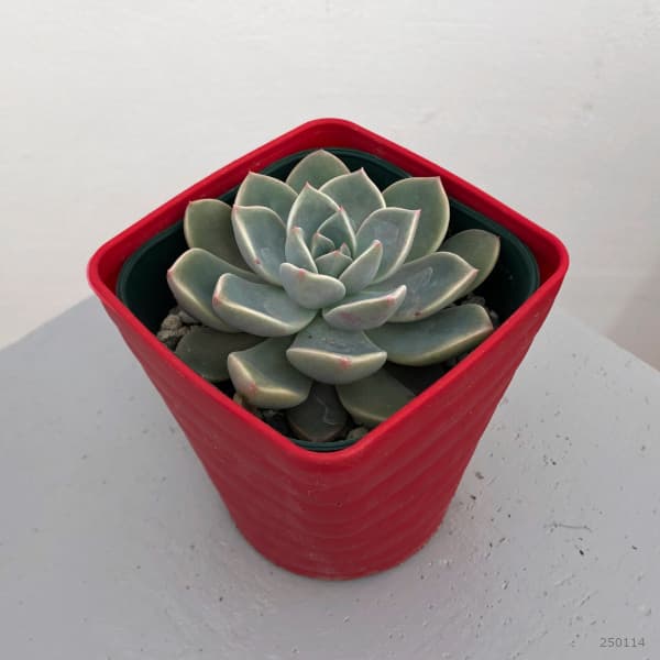 園芸ネット本店｜グラプトベリア：ピンクプリティ 3.5号ポット* の通販