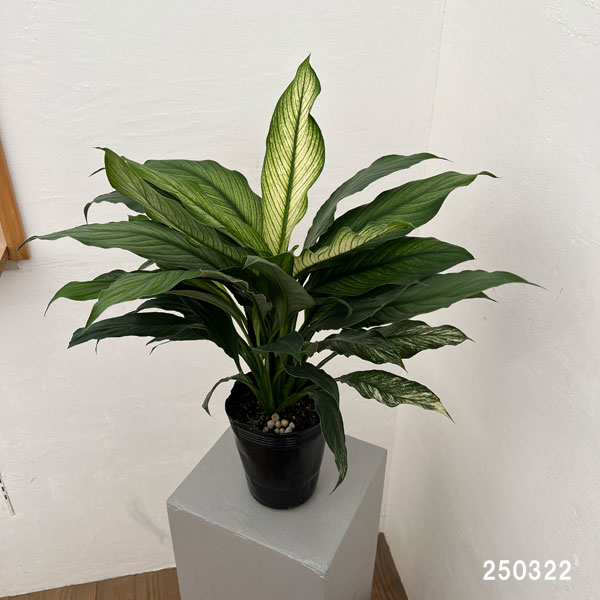 園芸ネット本店｜スパティフィラム：センセーション（斑入り） 5.5号