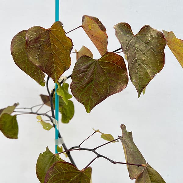 園芸ネット本店｜アメリカハナズオウ：ルビーフォールズ6号ポット の