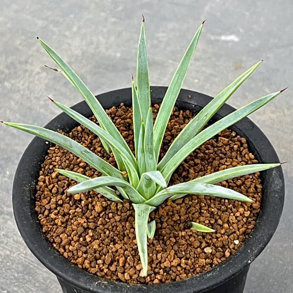 園芸ネット本店｜アガベ：ストリクタ（吹上・ふきあげ）3号鉢植え の