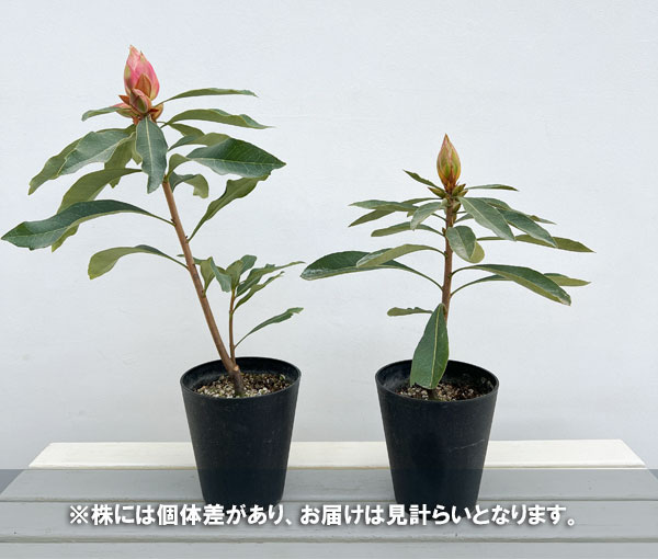 園芸ネット本店｜[ザ・ファームセレクト]テロペア（テロピア