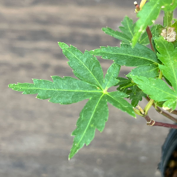 園芸ネット本店｜モミジ（カエデ）：ヤマモミジ 盆栽仕立て2.5号ポット