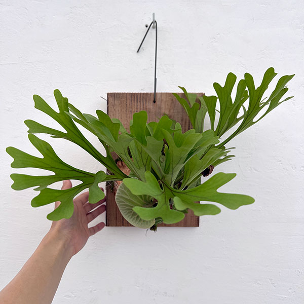 園芸ネット本店｜[ザ・ファームセレクト]ビカクシダ（コウモリラン