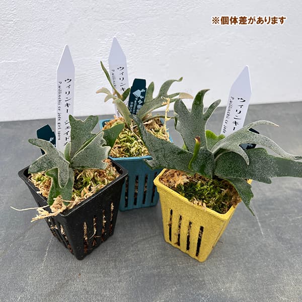 園芸ネット本店｜ビカクシダ（コウモリラン）：ウィリンキージェイド