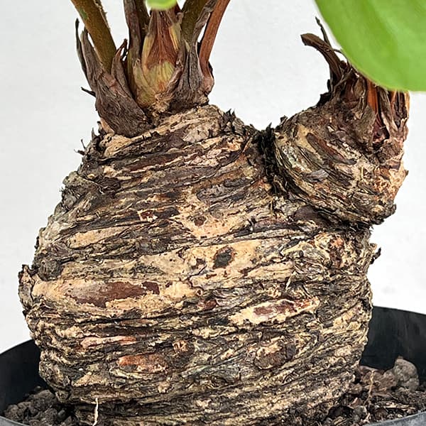 園芸ネット本店｜ザミア：フルフラセア 7号鉢植え25-02 の通販【公式】