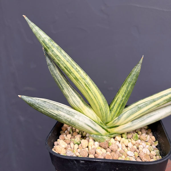 園芸ネット本店｜[ザ・ファームセレクト]サンセベリア：ボンセレンシス