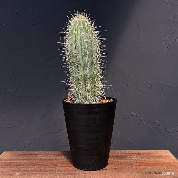 園芸ネット本店｜サボテン：武倫柱（ブリンチュブウ）5号鉢植え の通販
