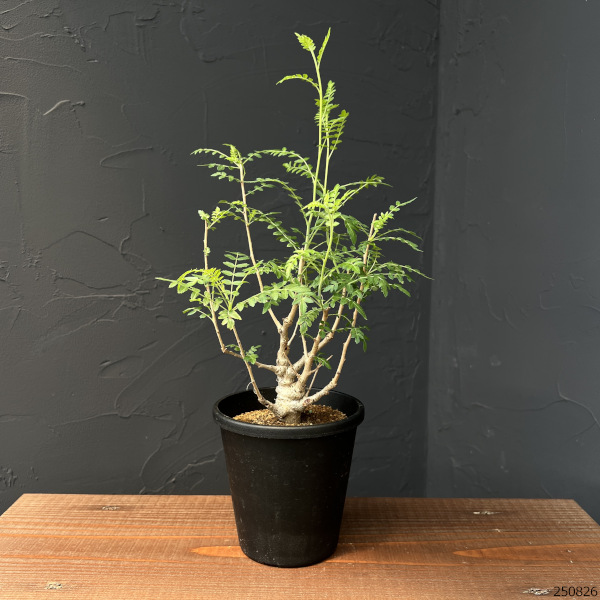 園芸ネット本店｜ボスウェリア：ネグレクタ 4号鉢植え の通販【公式】