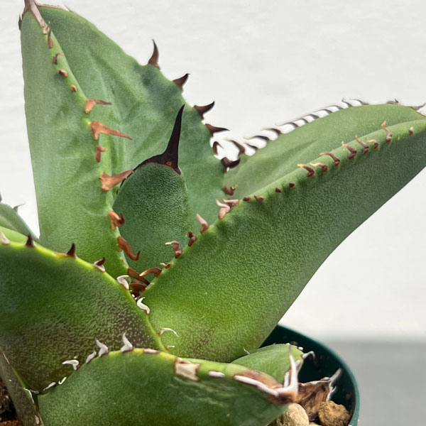 園芸ネット本店｜アガベ：オテロイ（FO-076 エフオーゼロナナロク