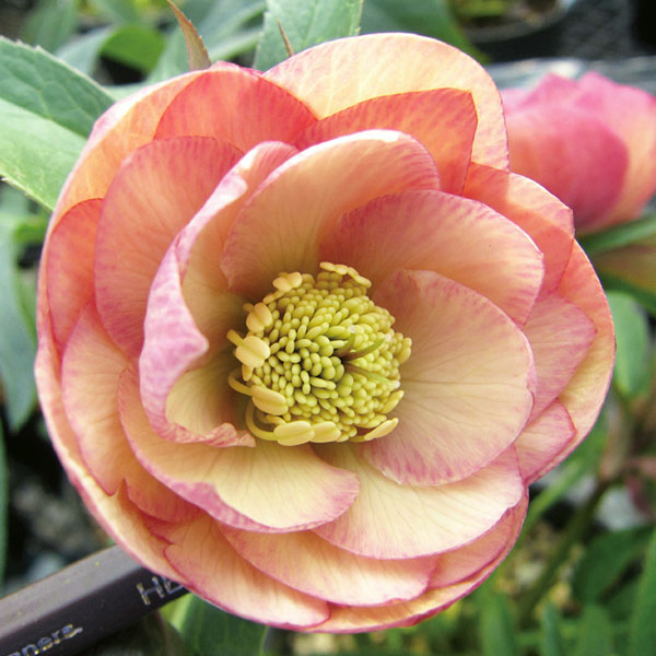 園芸ネット本店｜クリスマスローズ：アプリコットダブル3号ポット の