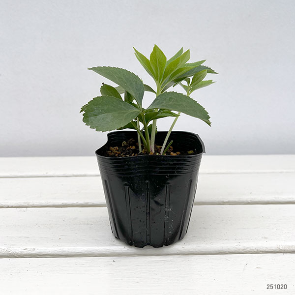 園芸ネット本店｜クリスマスローズ：アプリコットセミダブル3号ポット