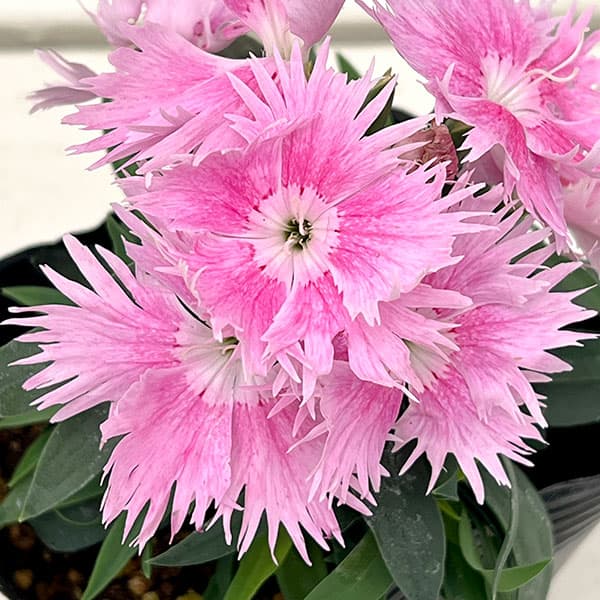 園芸ネット本店｜ダイアンサス：スープラ・ピンク3.5号ポット の通販