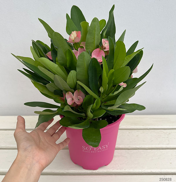 園芸ネット本店｜ハナキリン：ティアラ シャルロッテ5.5号鉢植え の